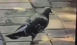 啪啪啪动态视频,一场令人心跳加速的啪啪啪动态视频回顾